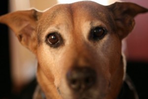 sheba sheba