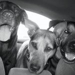 Road Trip Ruby, Sheba, Watson