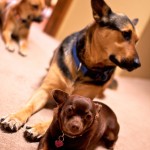 the crew